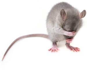 mouse, rodent, rat, mice, pest, mouse, mouse, mouse, mouse, mouse, rat, rat, rat, rat, mice